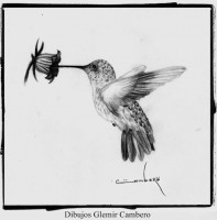 /album/dibujos/colibri-jpg/