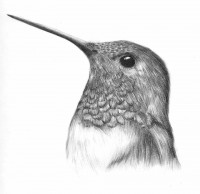 /album/dibujos/a21162-240413189421329-1006747684-n-jpg/